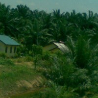 RI Rayu Pakistan Turunkan Bea Masuk CPO